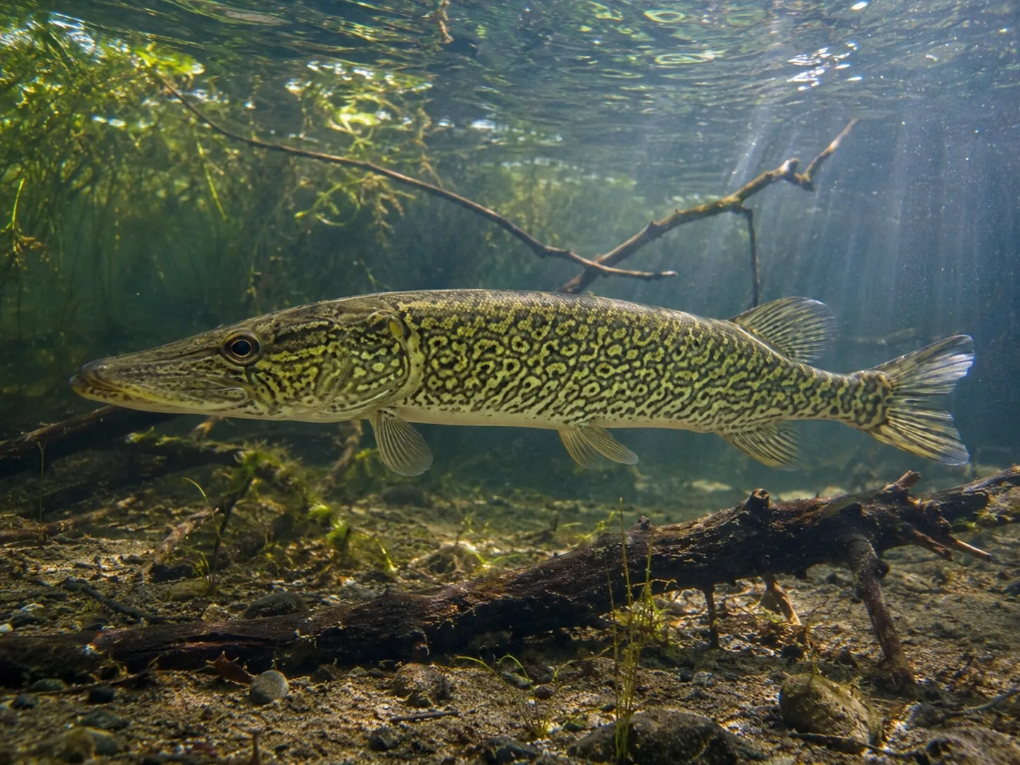 Chain pickerel