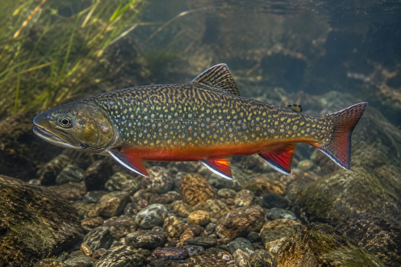 Brook Trout identification image