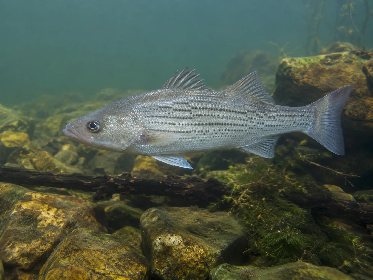 Hybrid Striped Bass identification image