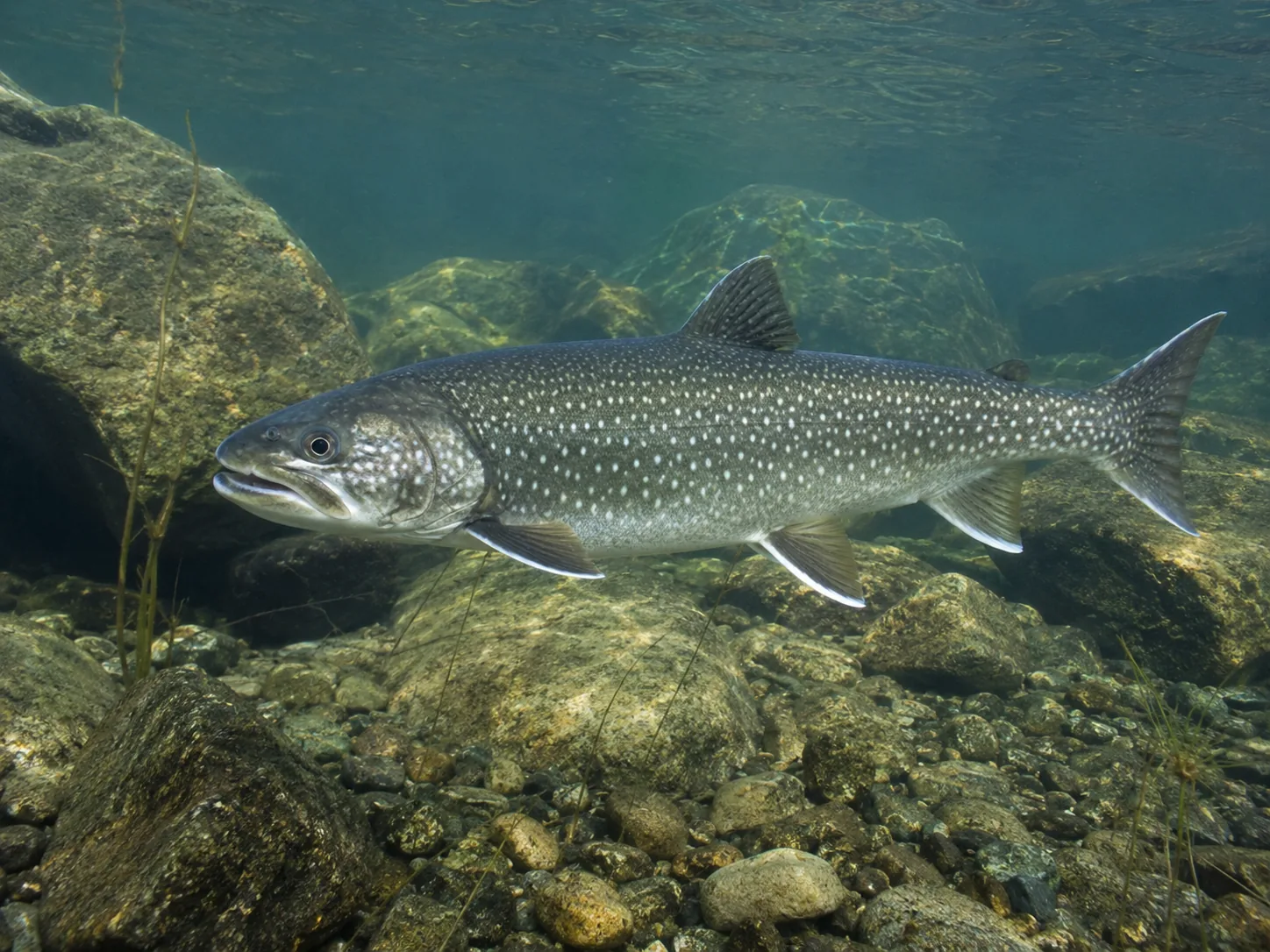 Lake Trout identification image