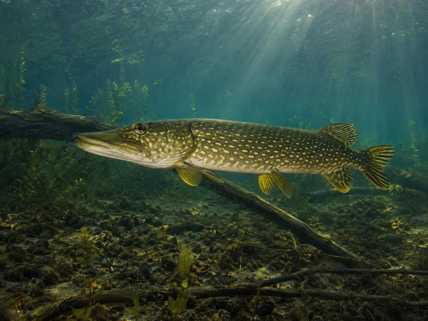 Northern Pike identification image