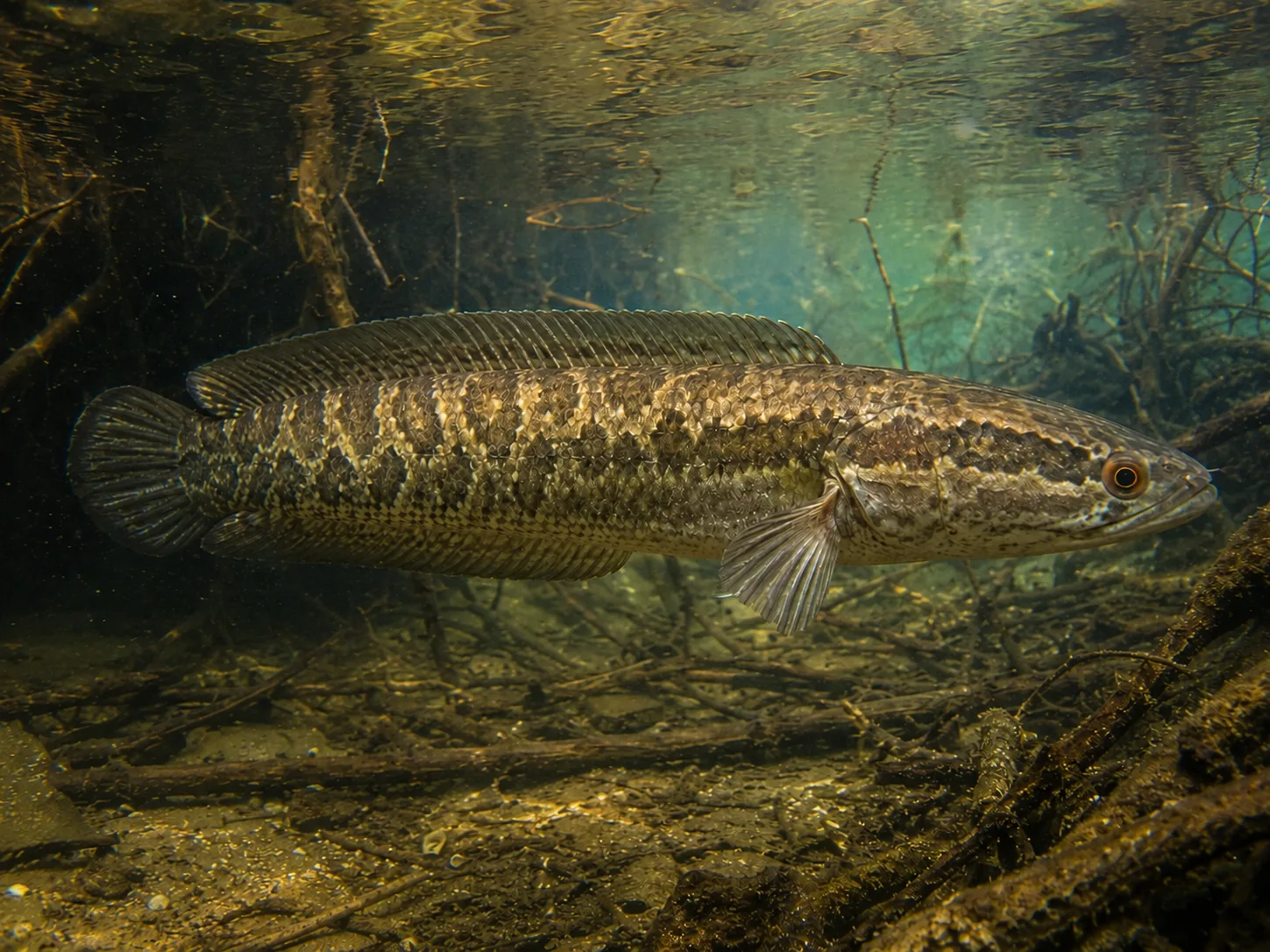 Northern Snakehead identification image