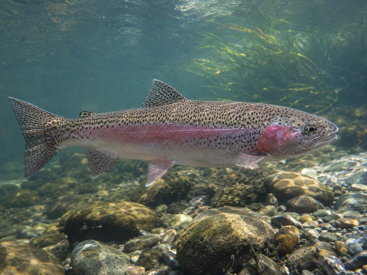 Rainbow Trout identification image