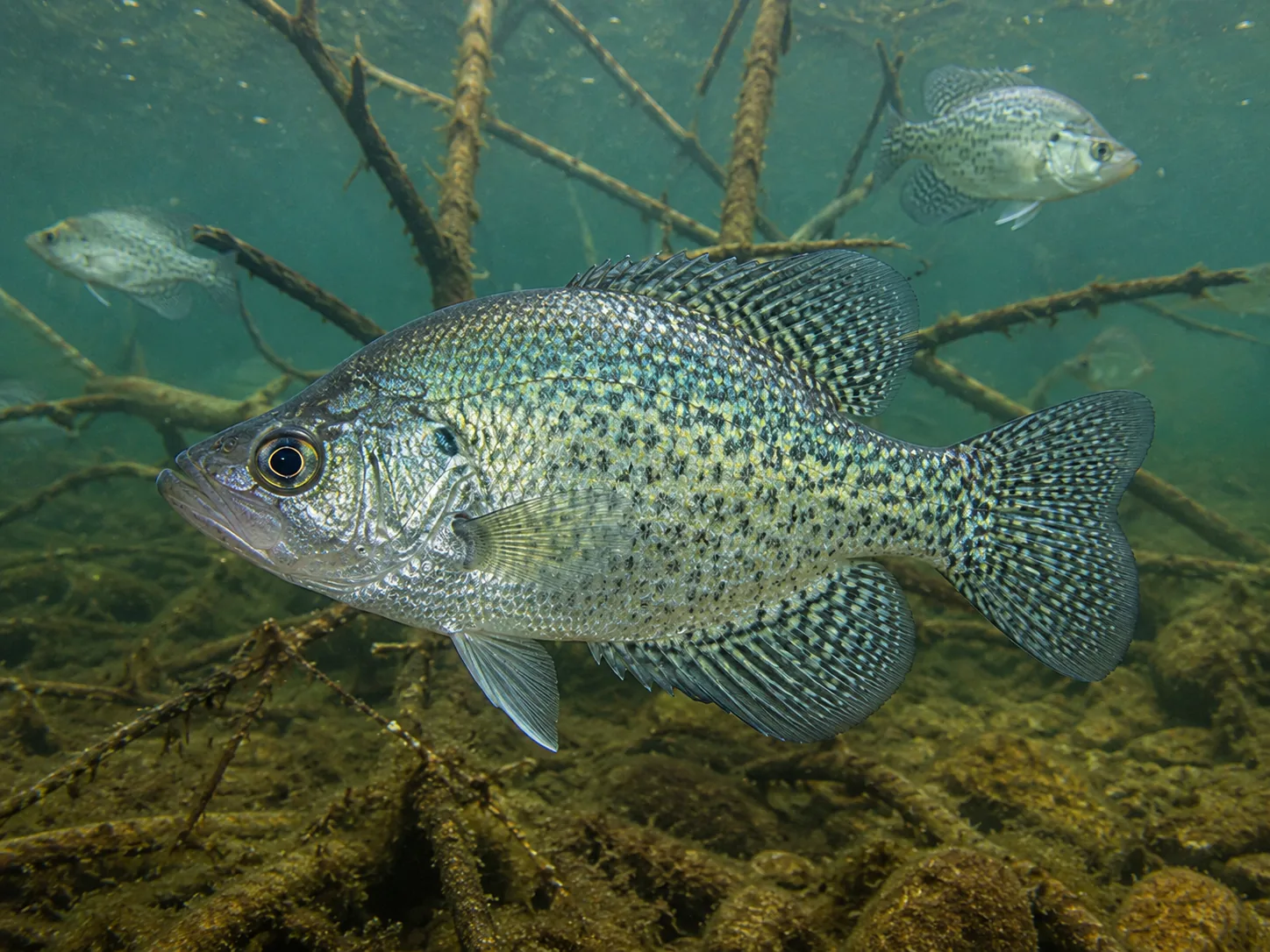 White Crappie identification image
