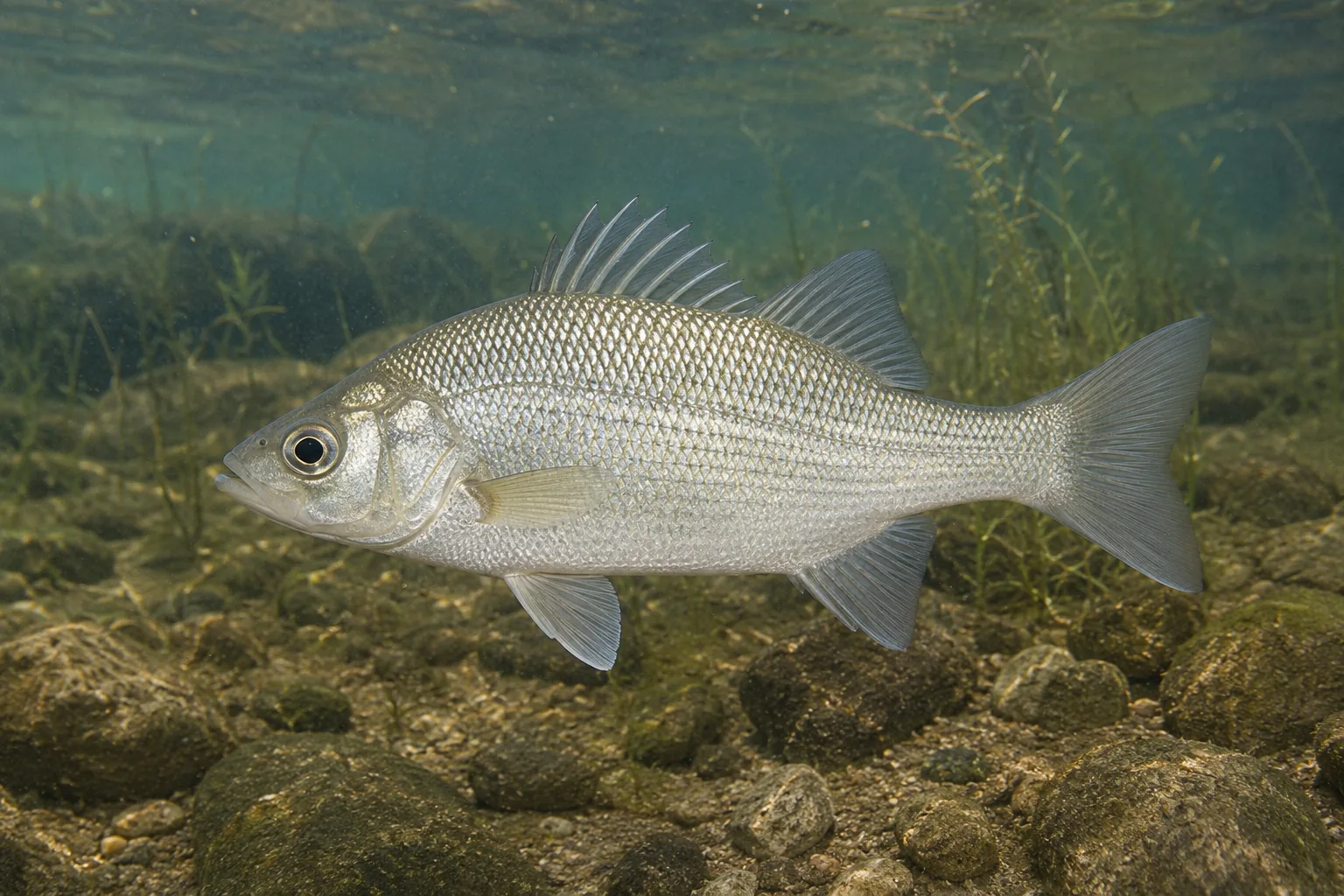 White Perch identification image